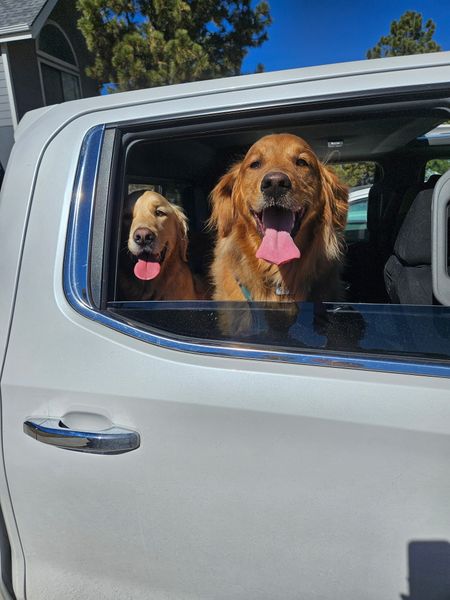 Customer-uploaded image. The image represents: Two golden retriever dogs with tongues out looking happy while sitting in the back seat of a white car