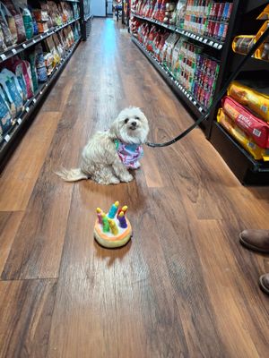 Customer-uploaded image. Click to see more details. The image represents: A small white fluffy dog wearing a pink bandana sits on a wooden floor in a pet store aisle, with a colorful toy in front of it and shelves of pet products on both sides.