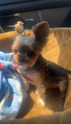 Customer-uploaded image. Click to see more details. The image represents: A small dog with tan and white fur sitting in a car seat, wearing a harness, looking at the camera with perked up ears.