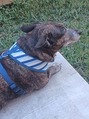 Customer-uploaded image. Click to see more details. The image represents: A brown dog wearing a blue and white striped harness sitting on concrete next to grass